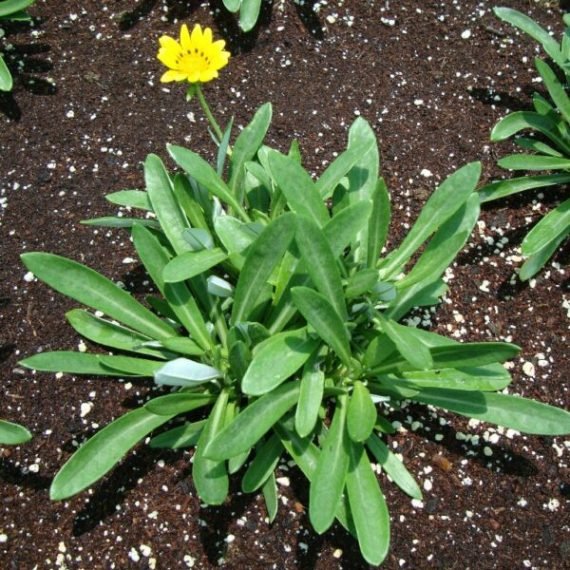 Gazania Uniflora (غازانيا) - Image 2