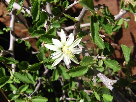 Grewia Erythraea (Tenax) (نبعة) - Image 2