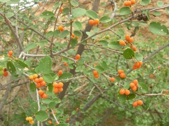 Grewia Erythraea (Tenax) (نبعة)