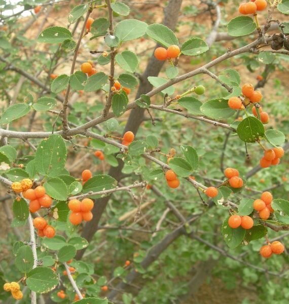 Grewia Erythraea (Tenax) (نبعة)