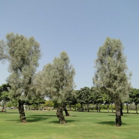 Tamarix aphylla - Tree (الأثل الشجري)
