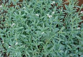 Heliotropium curassavicum (خشافة)