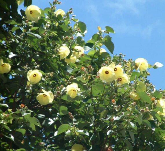 Hibiscus Tilicaseus (خبيز ساحلى)
