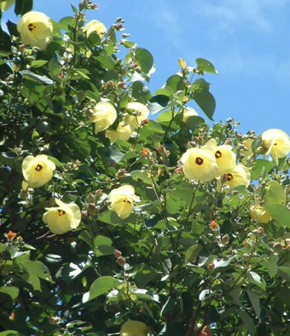 Hibiscus Tilicaseus (خبيز ساحلى)