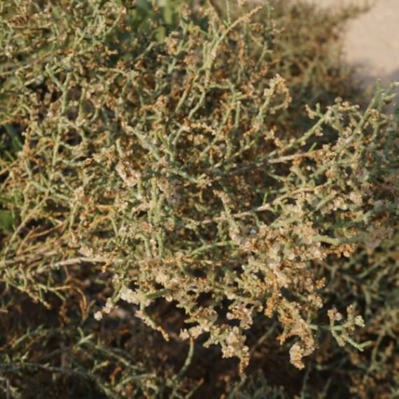 Haloxylon Salicornicum (Hamada elegans) (رمث)