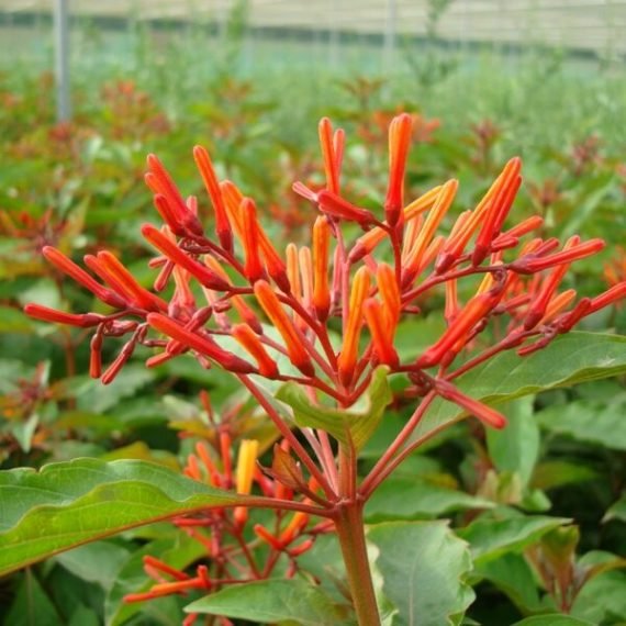 Hamelia patens - Image 2