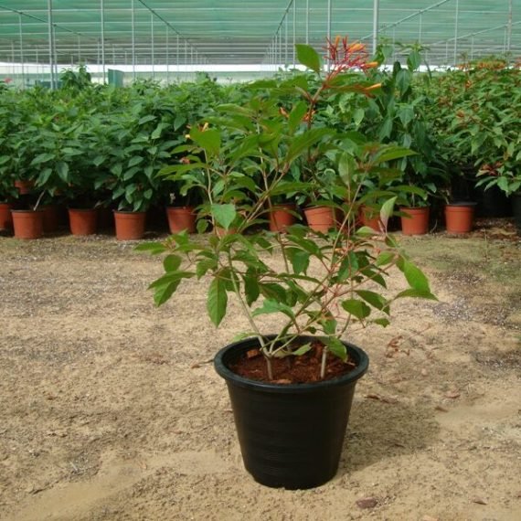 Hamelia patens