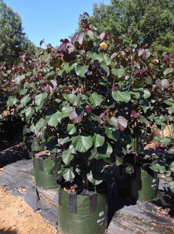 Hibiscus Tilicaseus (خبيز ساحلى) - Image 3