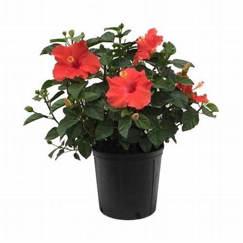 Hibiscus Rosa-Sinensis (هايبسكس)