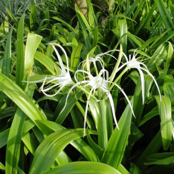 Hymenocallis littoralis (هيمينوكاليس ليتوراليس)