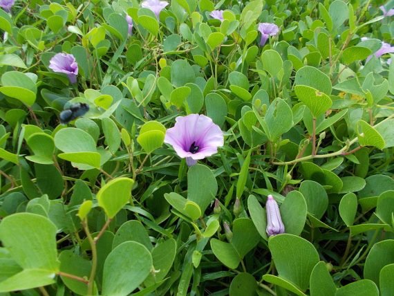 Ipomoea pes-caprae (إيبوميا ماعزية)