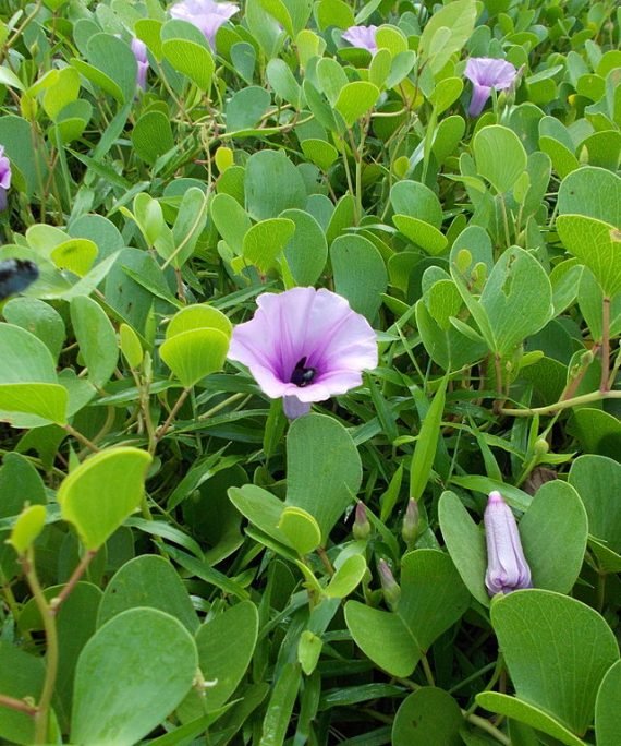 Ipomoea pes-caprae (إيبوميا ماعزية)