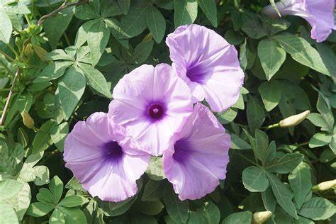 Ipomoea carica or palmata (ست الحسن)
