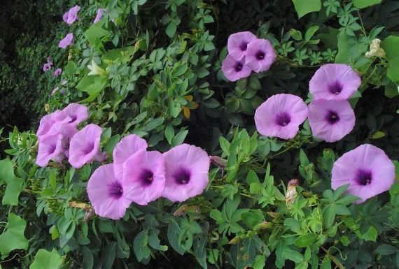 Ipomoea carica or palmata (ست الحسن) - Image 2