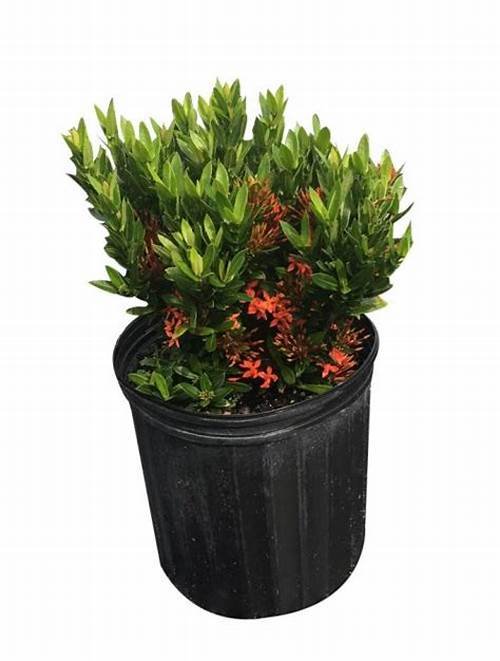 Chinese ixora (اكزورا)