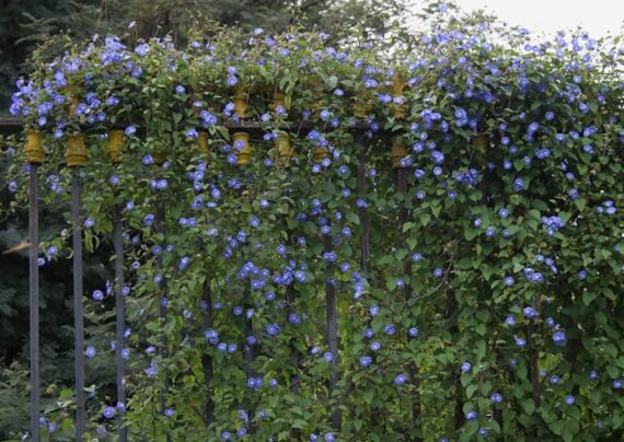 Jacquemontia Pentantha Cluster(Morning Glory) (صباح الخير)