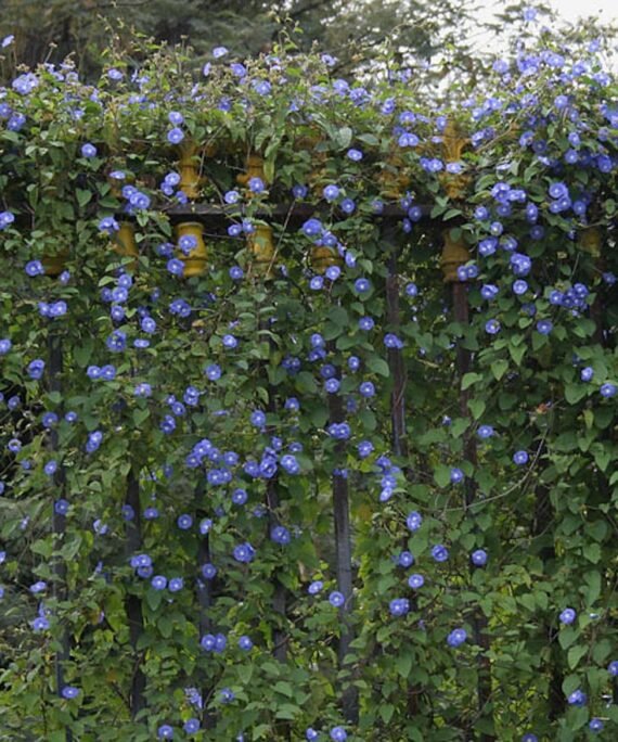 Jacquemontia Pentantha Cluster(Morning Glory) (صباح الخير)