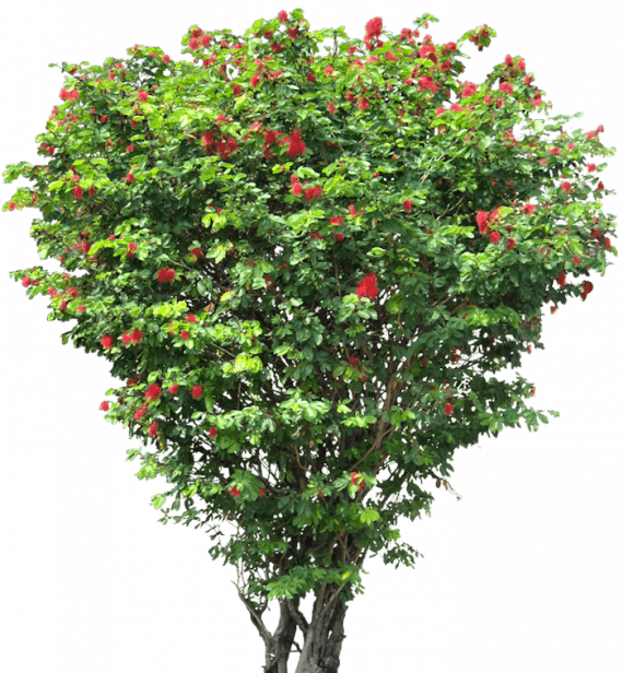 Jatropha integerrima (الجطروفة)