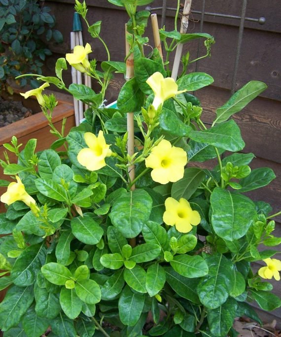 Mandevilla splendens Yellow & Pink Allmanda)(الجرس الأصفر المتسلّق)
