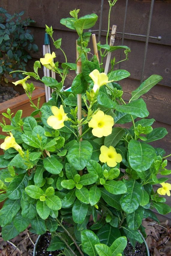 Mandevilla splendens Yellow & Pink Allmanda)(الجرس الأصفر المتسلّق)