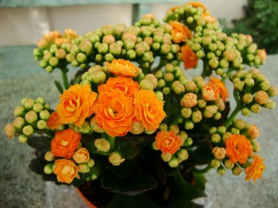 Kalanchoe blossifeldiana (كلنكوة بلوسيفيلد)