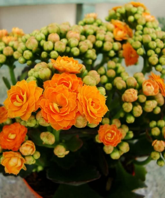 Kalanchoe blossifeldiana (كلنكوة بلوسيفيلد)