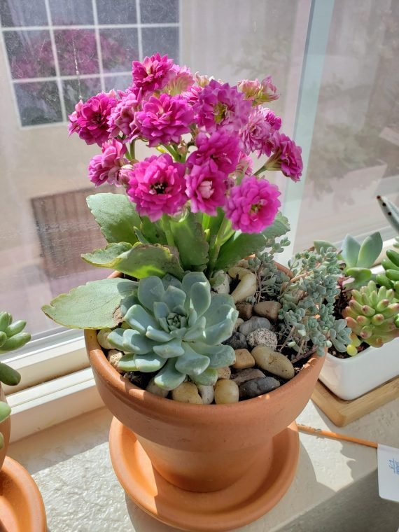 Kalanchoe Blossfeldiana (كلنكوة بلوسيفيلد)