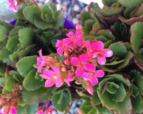 Kalanchoe Blossfeldiana (كلنكوة بلوسيفيلد) - Image 2