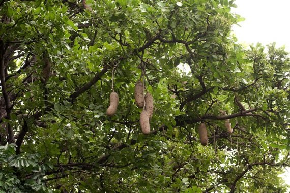 Kigelia pinnata (Kigelia africana) (كجلة أفريقية) - Image 2
