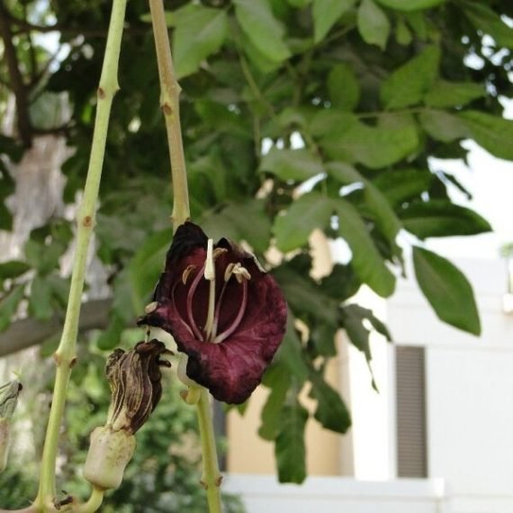 Kigelia pinnata (Kigelia africana) (كجلة أفريقية)