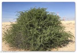 Lycium Shawii (القصد)