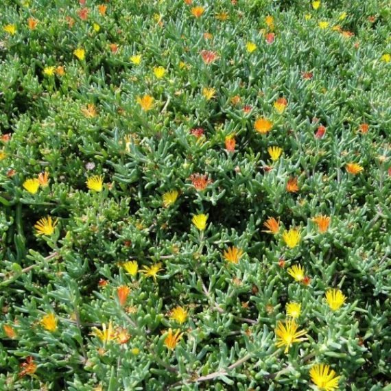 Lampranthus spectabilis (مصنع الثلج المشترك)