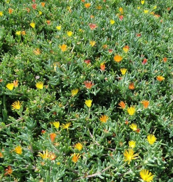 Lampranthus spectabilis (مصنع الثلج المشترك)