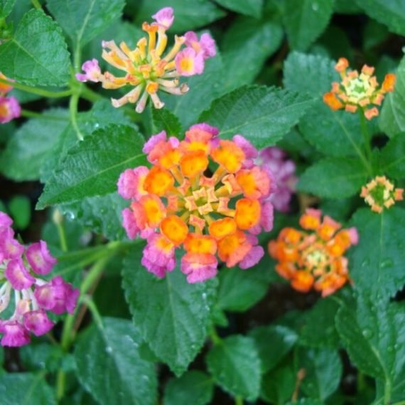 Lantana Camara ( أم كلثوم)
