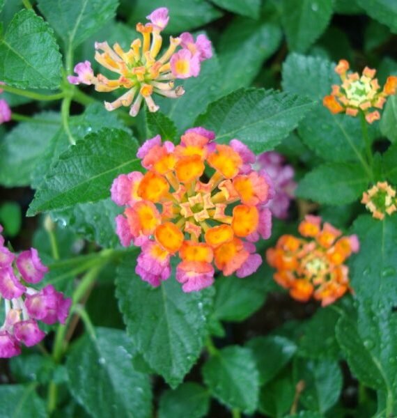 Lantana Camara ( أم كلثوم)