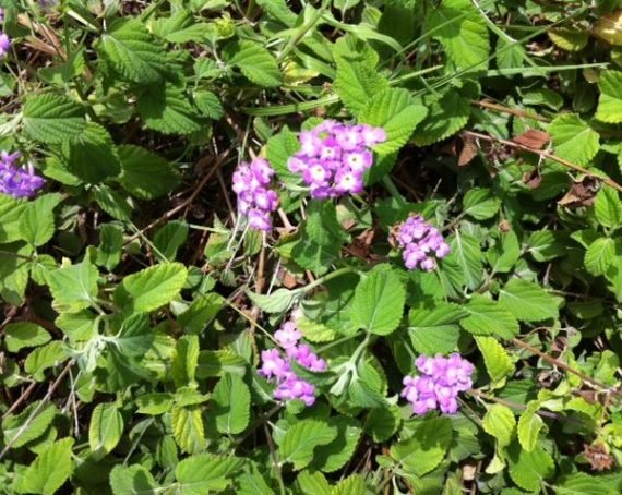 Lantana montevidensis (لانتانا مونتيفيديوية)