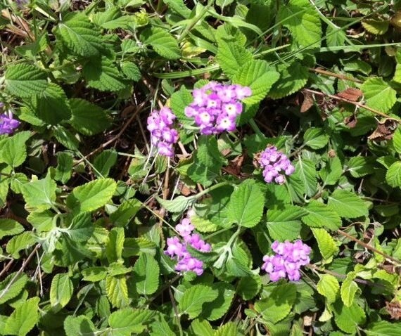 Lantana montevidensis (لانتانا مونتيفيديوية)