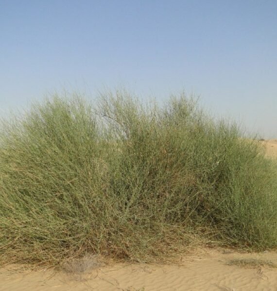 Leptadenia pyrotechnica (مرخ)