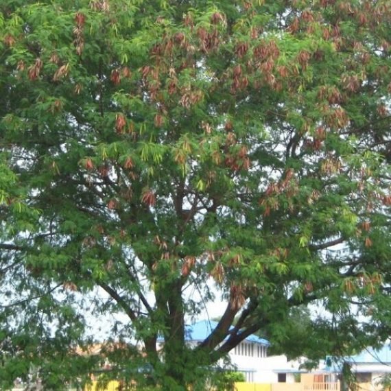 Tamarindus Indica (تمر هندي - العرديب)