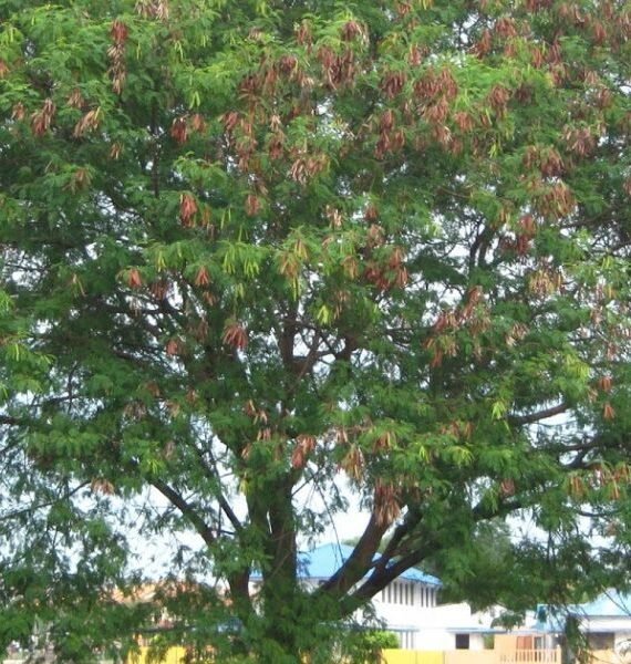 Tamarindus Indica (تمر هندي - العرديب)