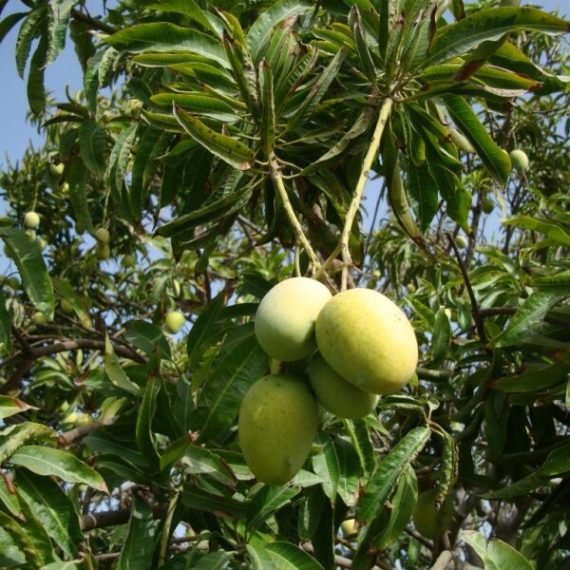 Mangifera Egyptian & Local (مانجو) - Image 3