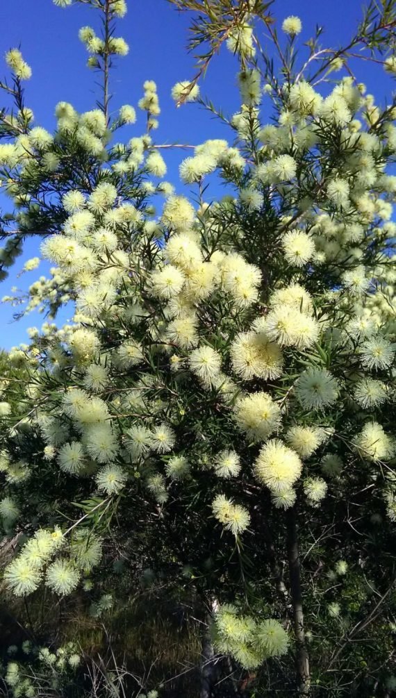 Melaleuca decora (Melaleuca genistifolia)