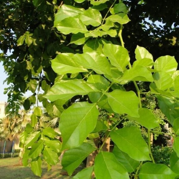 Millettia pinnata (بؤنجاميا) - Image 2