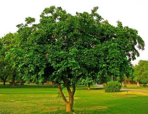 Millettia pinnata (بؤنجاميا)