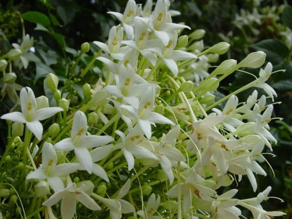 Millingtonia hortensis (شجرة الياسمين) - Image 2