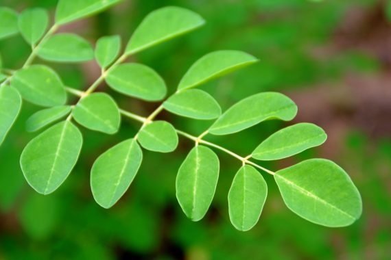 Moringa oleifera  (المورنغا الهندي) - Image 2