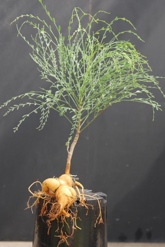 Moringa peregrina - Native Trees (الشوع العربي)