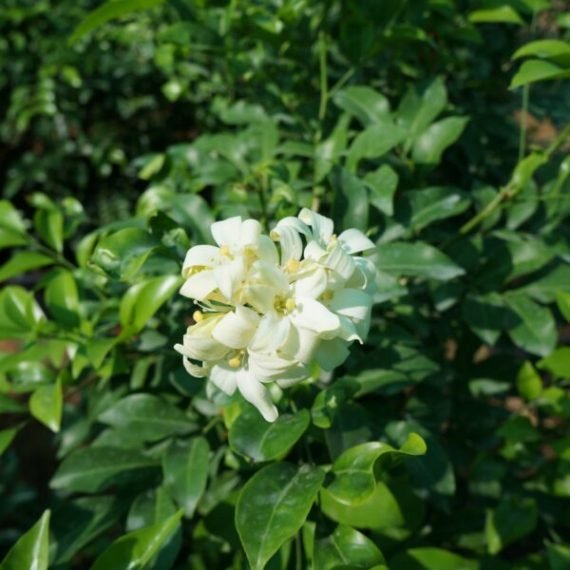 Murraya Paniculata (مورايا)