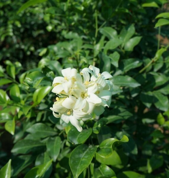 Murraya Paniculata (مورايا)