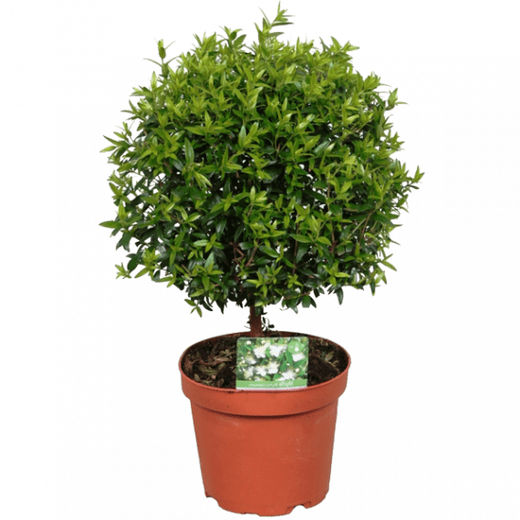 Myrtus Communis Yas Plant (شجرة ياس)